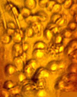 The blood cells (Image: George Poinar Jr)